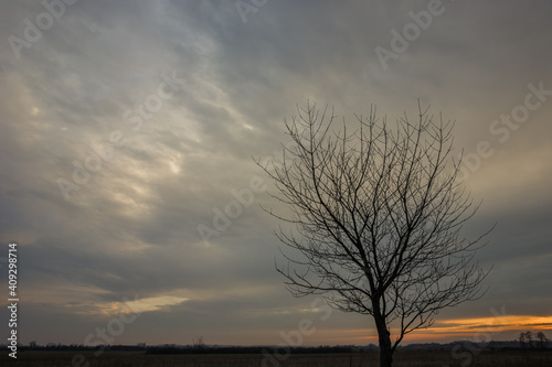 Clouds after sunset and the silhouette of a tree without leaves