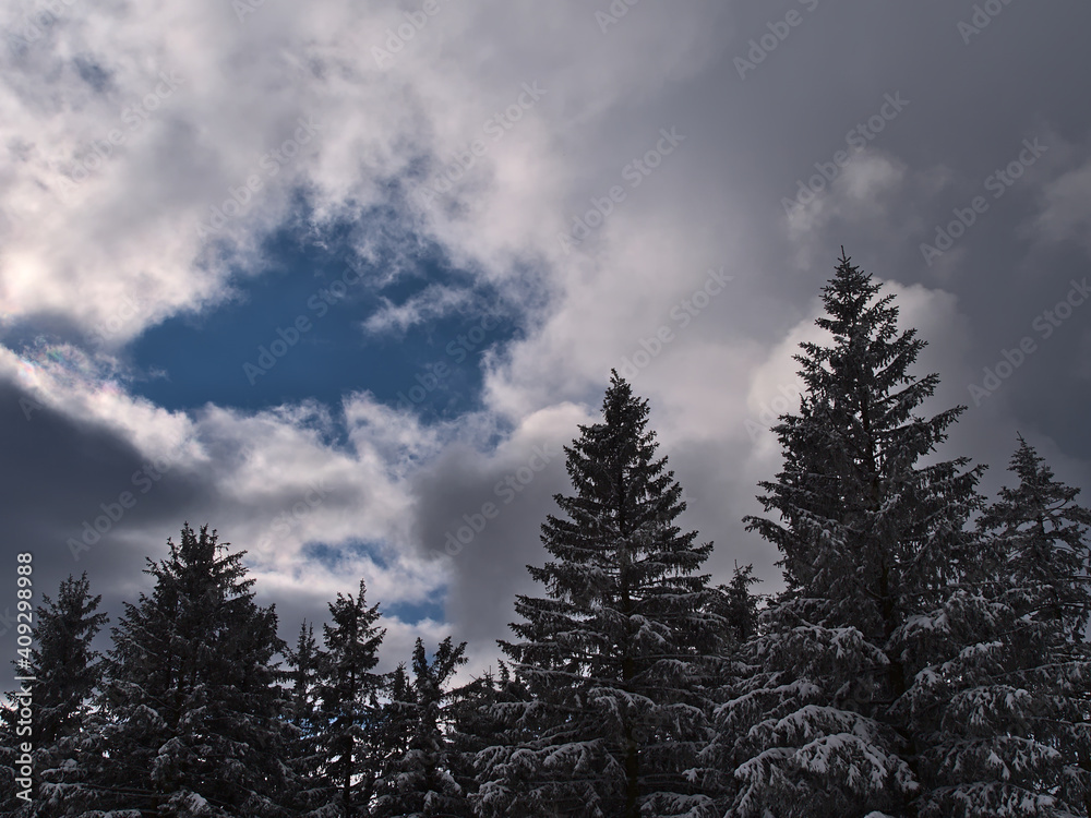 Treetop of snow-covered coniferous trees with frozen branches with clearing up cloudy sky near Schliffkopf, Germany in Black Forest mountain range in winter season.
