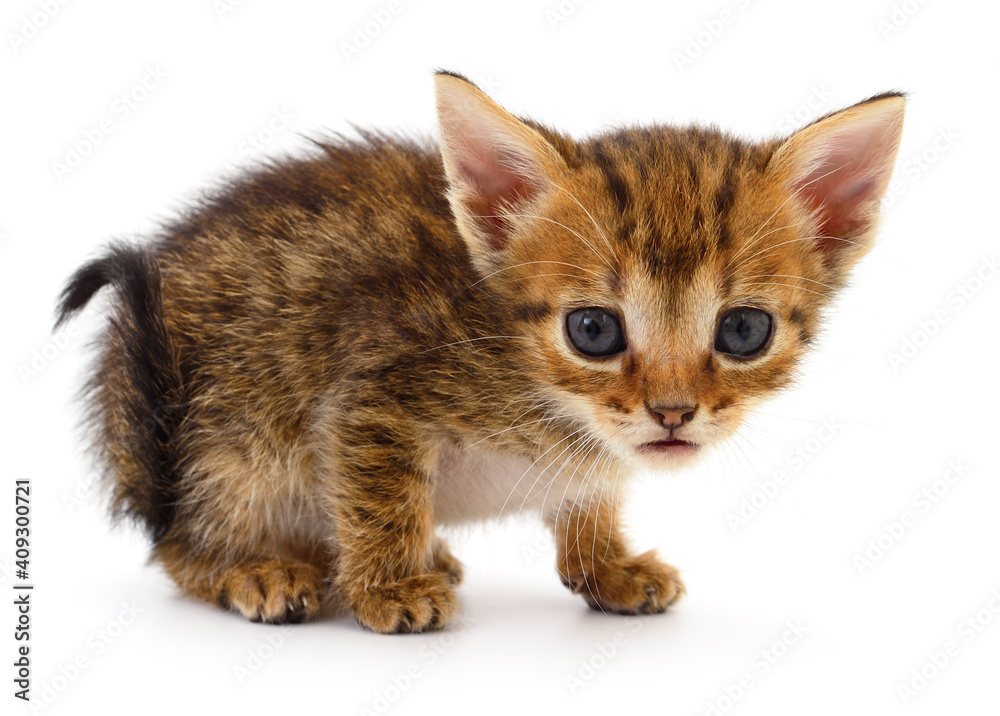 Obraz premium Kitten on white background.