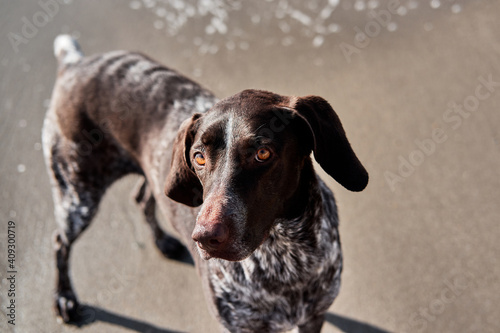 Dog stands on sand on beach. German shorthair breed of hunting dogs. Close up portrait of Kurzhaar. Walk with dog in fresh air in nature.