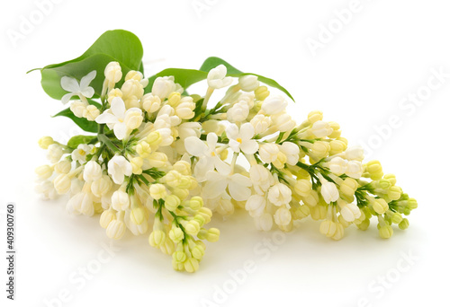 White lilac flower.