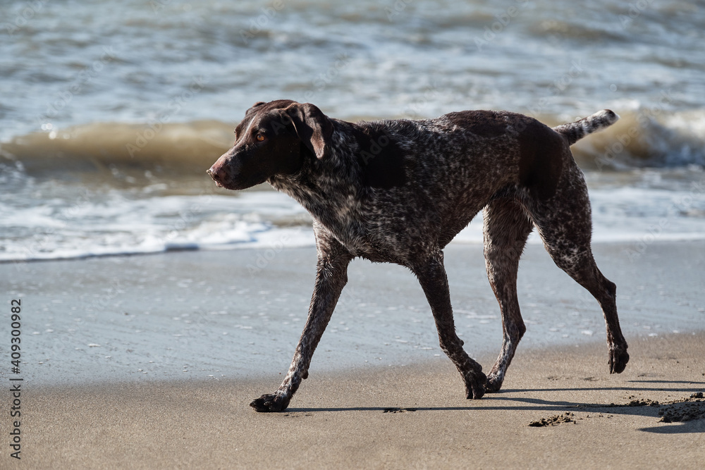 Beautiful purebred hunting dog kurzhaar. German cop is short haired hunting dog breed. Brown shorthaired pointer with white spots running along sandy shore of blue sea.