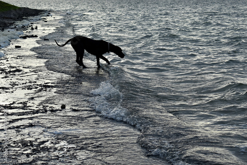 Female Pointer dog attempts to get a stick from Grafham Water on a very cold winters day.
