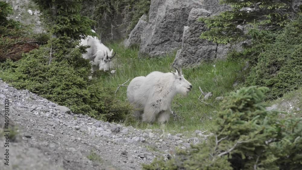 Mountain goat in the Canadian Rockies Mountain goat in the Canadian Rockies