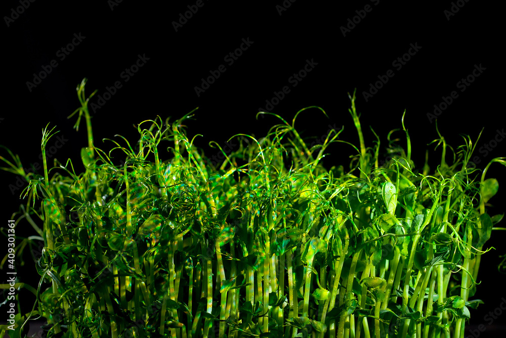 Obraz premium Young pea sprouts close up. Green shoots of sprouted grains. Shoots on a black background. Contrasting dramatic light as an artistic effect.