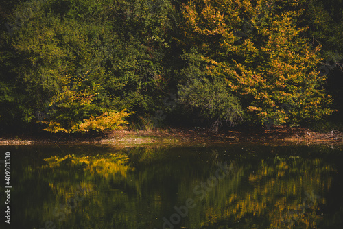 Fototapeta Naklejka Na Ścianę i Meble -  green forest reflecting in the luster of the lake