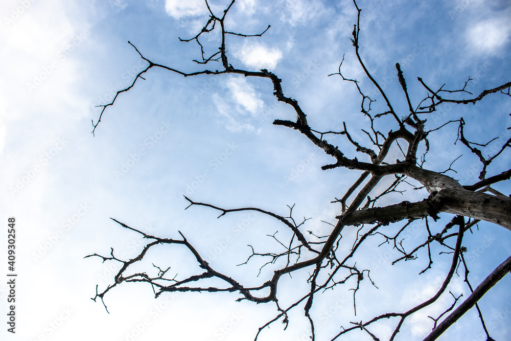 Ramas de Arbol sin hojas con cielo claro nublado Ramas de Arbol sin hojas con cielo claro nublado