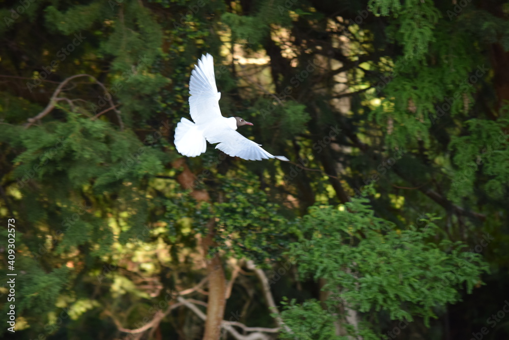 Obraz premium vuelo de gaviota