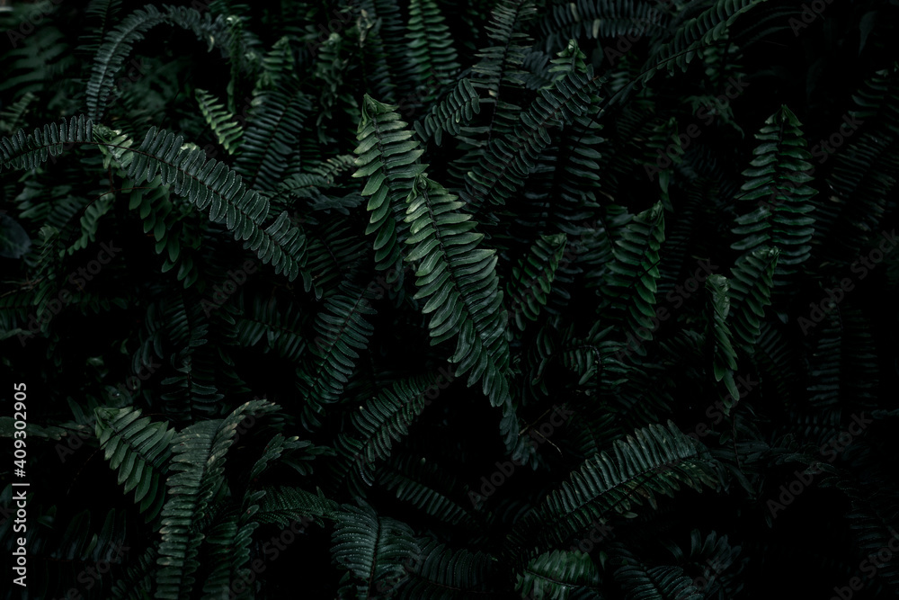 Tropical Fern background, retro or vintage, soft tone, Dark tone.