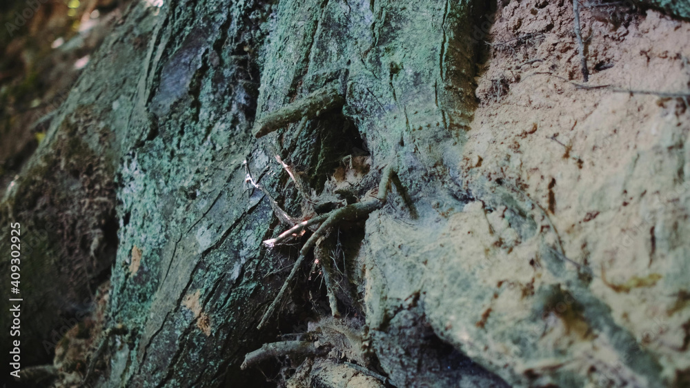 Zoom shot of exposed tree roots. Natural loess ravine. Zoom shot of exposed tree roots. Natural loess ravine.