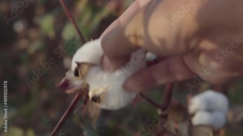 Macro close-up of hand touching soft cotton flower in autumn in countryside with brown field of many cotton crops