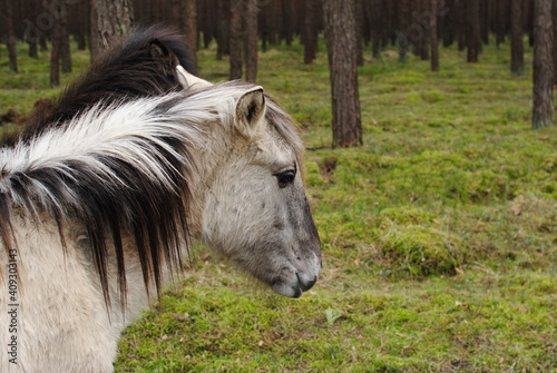 forest horse
