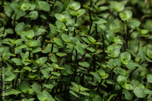 Wallpaper Mural green leaves background Torontodigital.ca