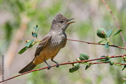 Say's Phoebe perched on a branch