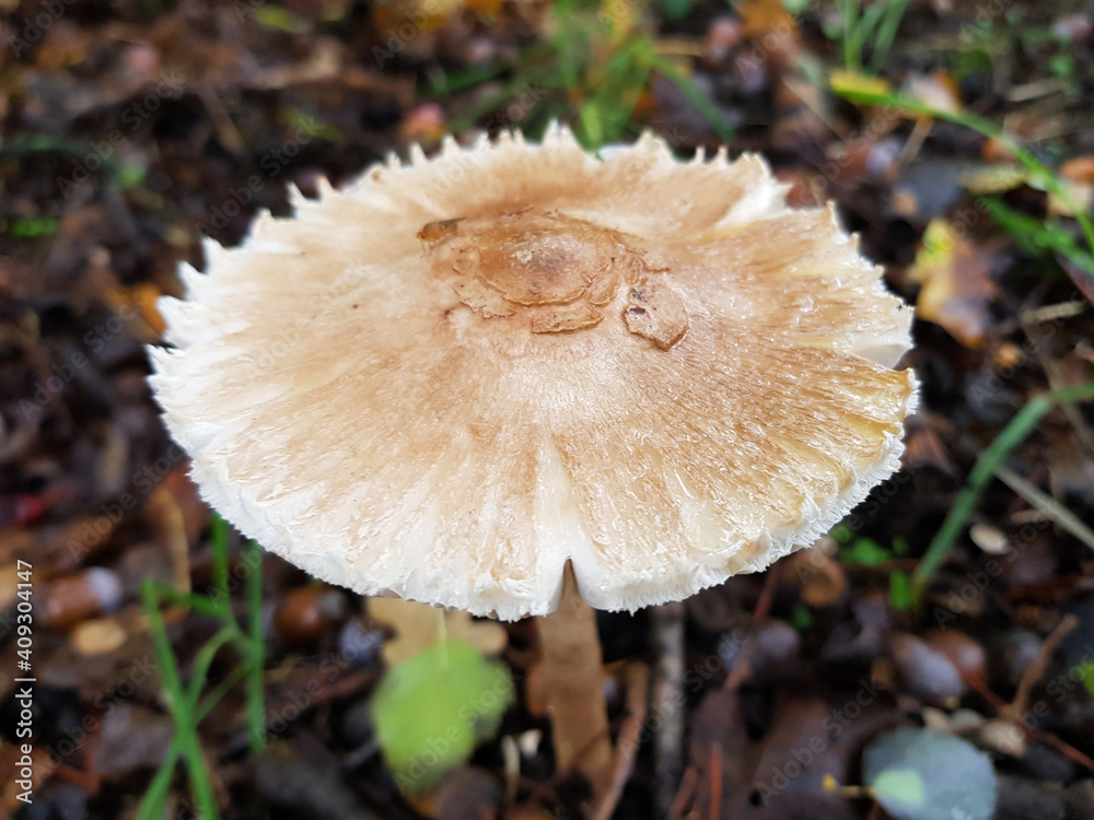 parasol mushroom (in german Gemeiner Riesenschirmling also Parasol also Riesenschirmpilz) Macrolepiota procera