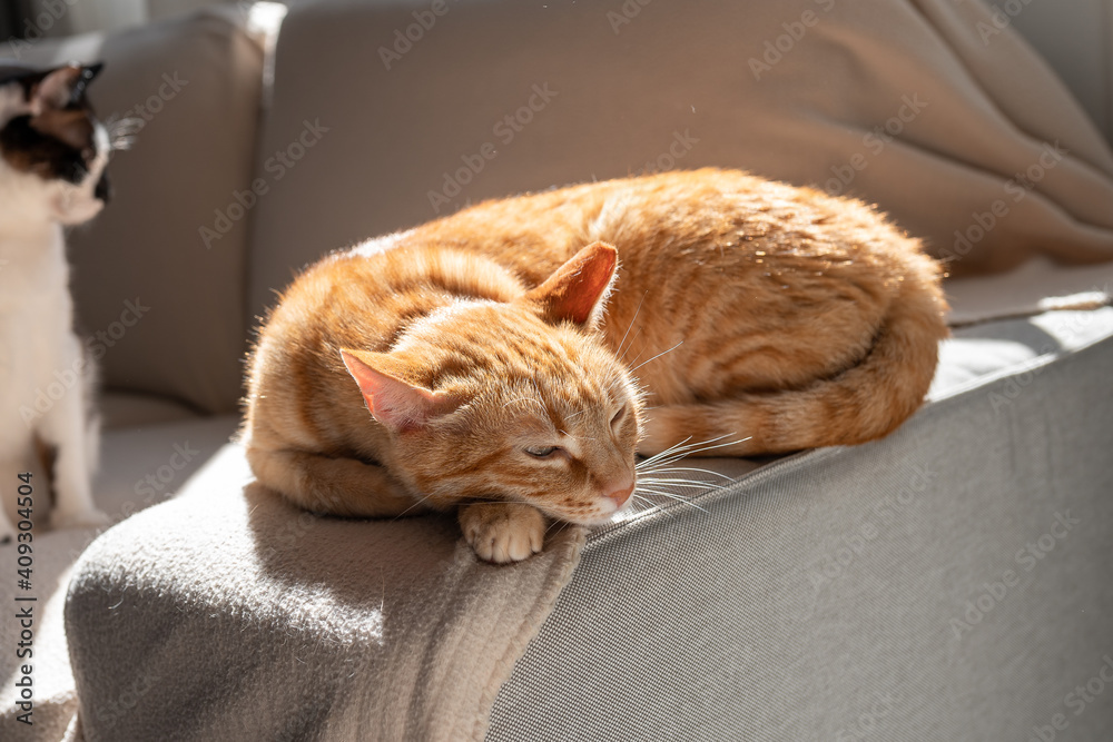 brown tabby cat sleeps on the sofa under the light of the window