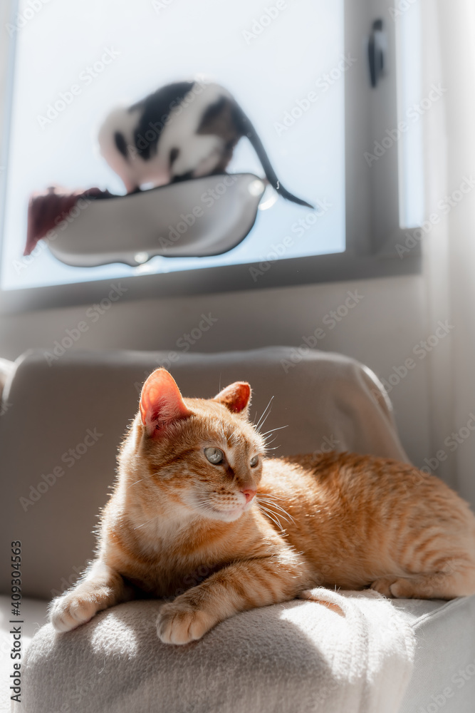 vertical composition. brown tabby cat with green eyes lying on the sofa under the light of the window