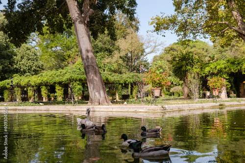 Estanque con patos y cisnes en el Parque de María Luisa en Sevilla