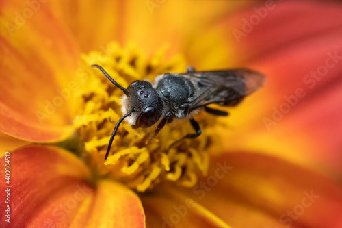 Macro photo of megachile wild bee foraging in bidens orange flower
