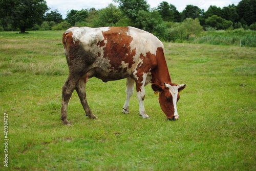 cow