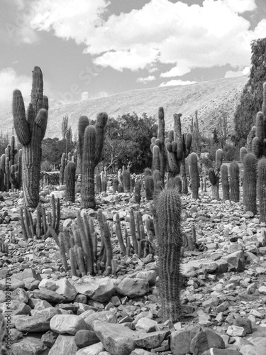 Park of Cardones 