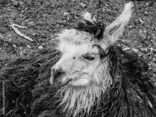 La Llama 