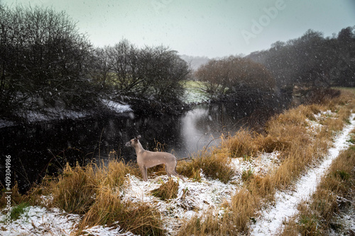 whippet standing in the snow by a river in Scotland