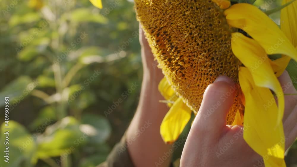 Close up of unrecognizable male hands examining sunflower with seed growing in rural field
