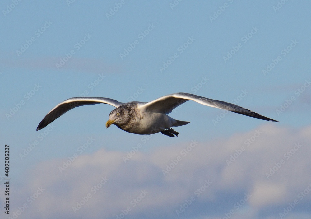 Obraz premium Seagull wings