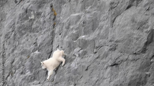 Mountain goat in the Canadian Rockies