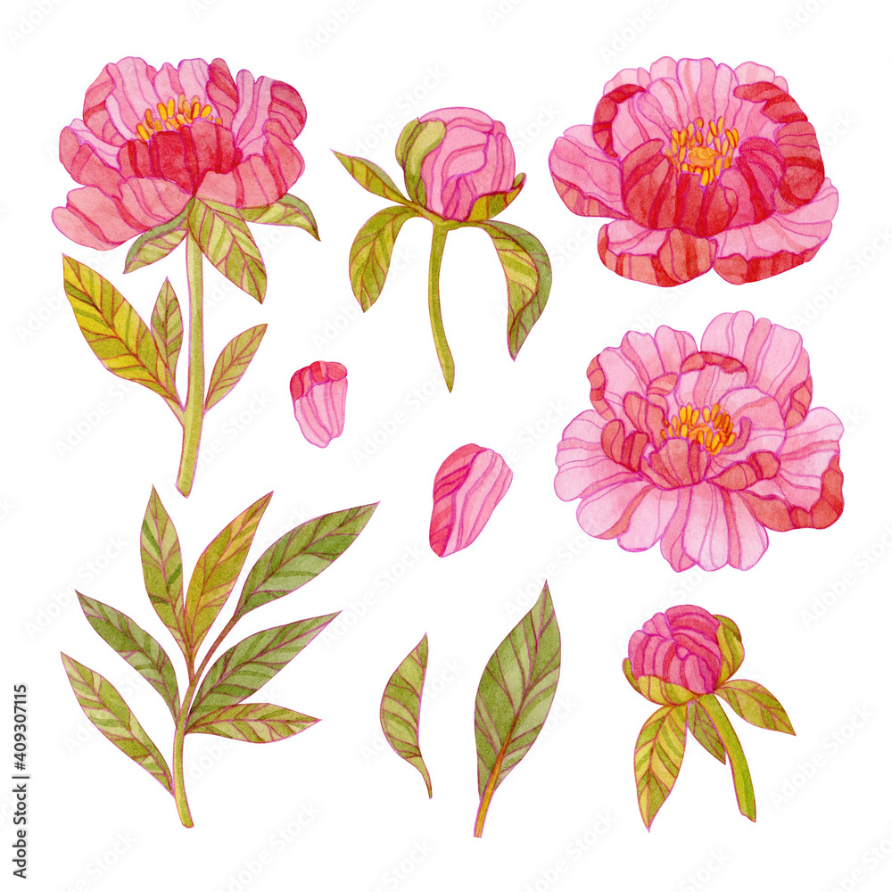 Set with watercolor pink peonies and green leaves. Stylized peonies and leaves drawn with watercolors and colored pencils.