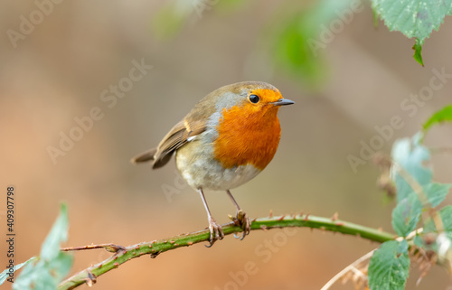 Close up of a Robin Redbreast in Winter.  Scientific name: Erithacus rubecula, facing right and perched on frosty briars.  Clean background .  Horizontal.  Space for copy. © Anne Coatesy