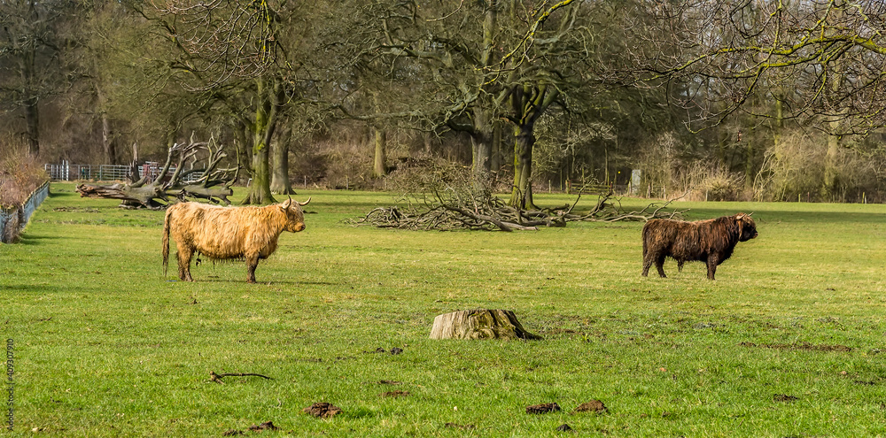 Two dominant Highland cattle grazing in a field near Market Harborough, UK Two dominant Highland cattle grazing in a field near Market Harborough, UK