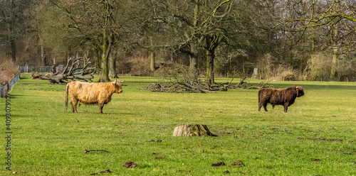 Two dominant Highland cattle grazing in a field near Market Harborough, UK © Nicola