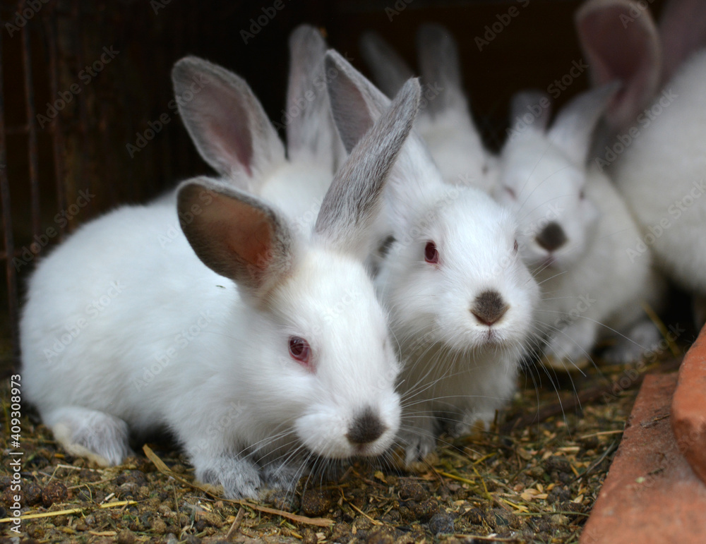 Californian breed rabbits Californian breed rabbits