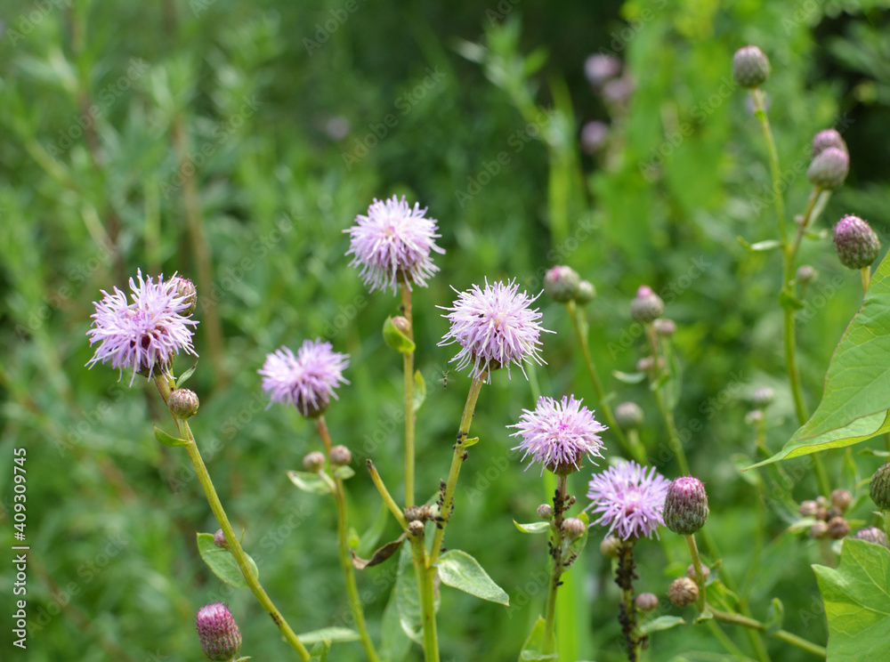 Cirsium arvense grows and blooms among herbs Cirsium arvense grows and blooms among herbs