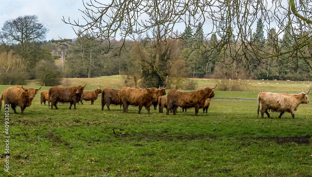 A herd of brown Highland cattle in a field near Market Harborough, UK