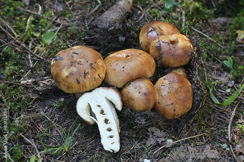Stinking Brittlegill, wild inedible mushroom from Finland with scientific name Russula foetens