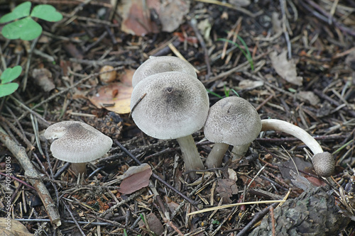 Tricholoma scalpturatum, known as the Yellowing Knight, wild mushroom from Finland photo