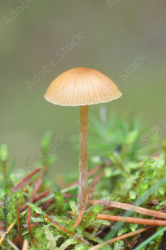 Dwarf bell, Galerina pumila, wild mushroom from Finland