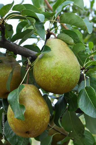 Pears ripen on the tree branch.