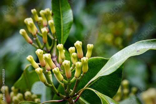 close up of cloves at a tree in Munduk, Bali photo