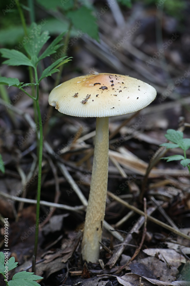 Amanita crocea, known as orange grisette or saffron ringless amanita, wild mushrooms from Finland