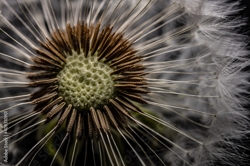 Dandelion