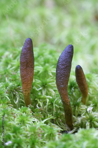 Tolypocladium ophioglossoides, known as the snake's tongue, golden thread cordyceps or snaketongue truffleclub, wild medicinal mushroom from Finland photo