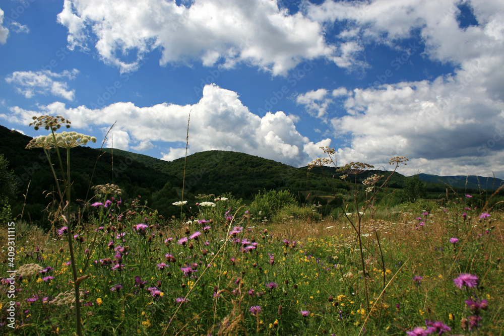 Meadow with wildflowers in Bieszczady Mountains, Poland