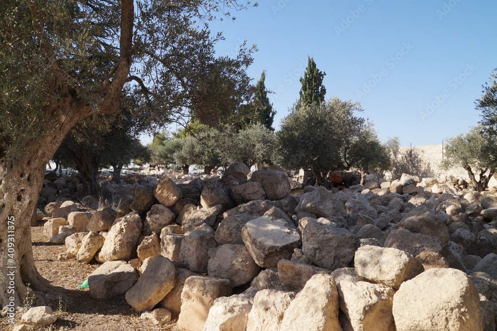 old olive trees among stones in israel