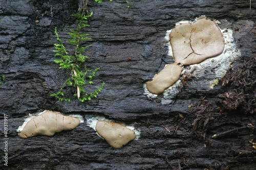 Slime mold with no common english name, scientific name  Dictydiaethalium plumbeum photo