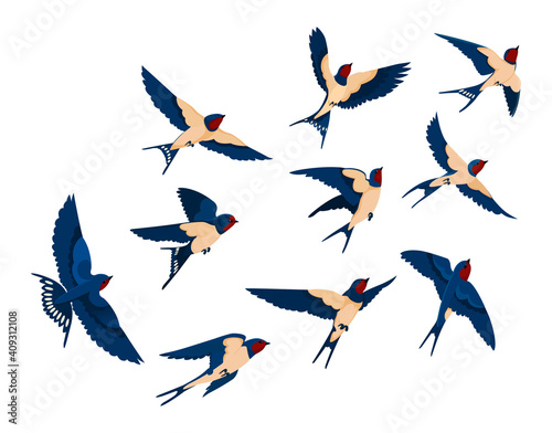 Flying bird various view collection set. Flock of swallows isolated on white background. Vector illustration for nature, wildlife, animal, ornithology concept