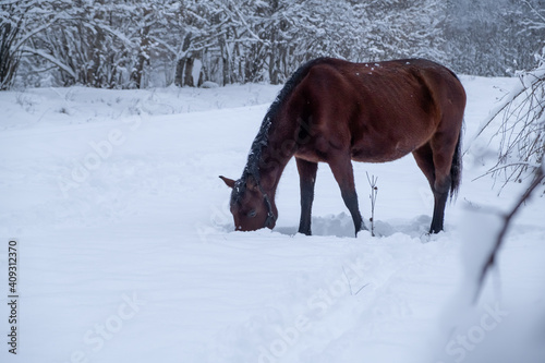 Ginger horse enjoying grass under snow in winter park. Friendly wild animal on a white snowy forest. Beauty of wildlife nature.